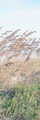 Image Not Available